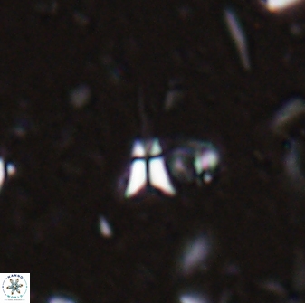 Sphenolithus belemnos 28131