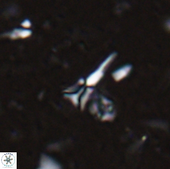 Sphenolithus belemnos 28132
