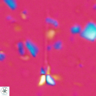 Sphenolithus belemnos 28158