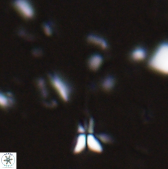 Sphenolithus belemnos 28159