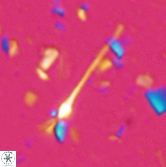 Sphenolithus belemnos 28161