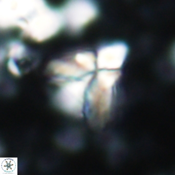 Sphenolithus bipedis 1956