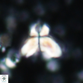 Sphenolithus bipedis 1953
