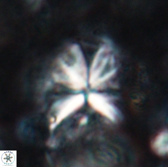 Sphenolithus grandis 19547