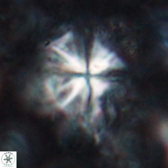 Sphenolithus grandis 19550