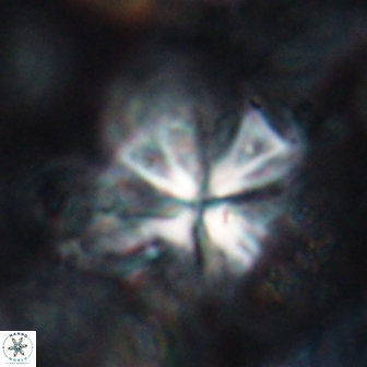 Sphenolithus grandis 19552