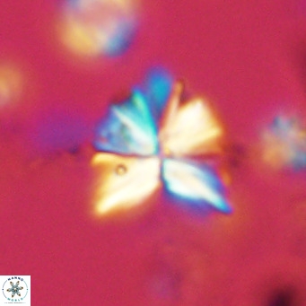Sphenolithus grandis VR 10576