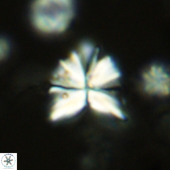 Sphenolithus grandis VR 10577