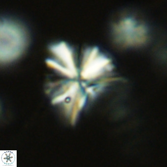 Sphenolithus grandis VR 10578