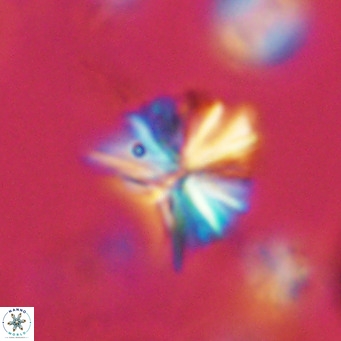 Sphenolithus grandis VR 10585