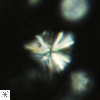 Sphenolithus grandis VR 10586
