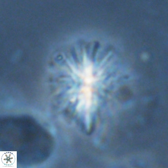 Sphenolithus grandis VR 16740