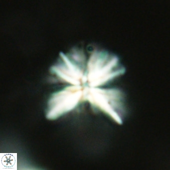 Sphenolithus grandis VR 16725