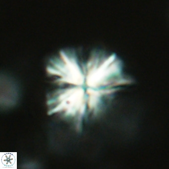Sphenolithus grandis VR 16728