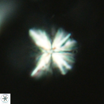 Sphenolithus grandis VR 16732