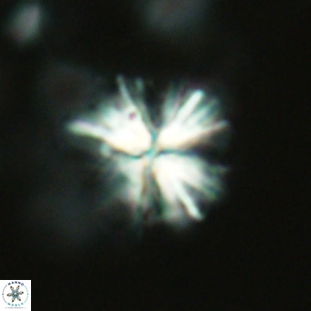 Sphenolithus grandis VR 16735