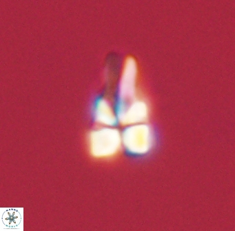 Sphenolithus didymikoryfi 54207