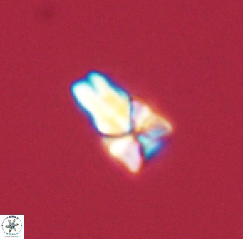 Sphenolithus didymikoryfi 54208