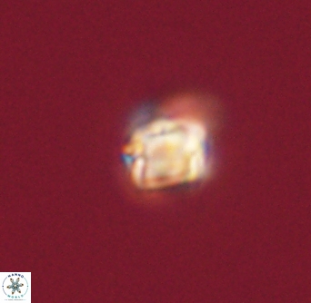 Sphenolithus didymikoryfi 54215