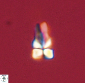 Sphenolithus didymikoryfi 54217