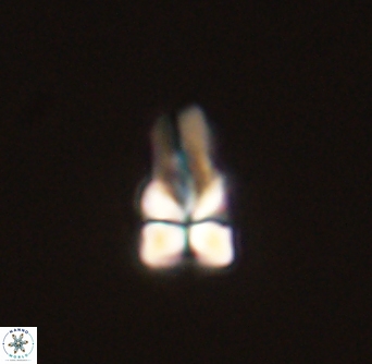 Sphenolithus didymikoryfi 54217