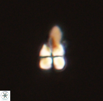 Sphenolithus didymikoryfi 54218