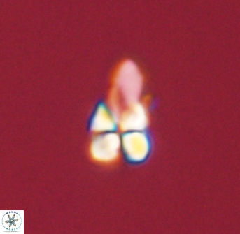 Sphenolithus didymikoryfi 54219