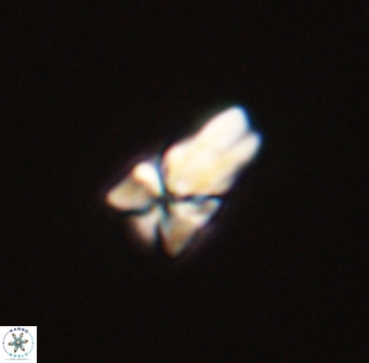 Sphenolithus didymikoryfi 54210