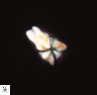 Sphenolithus didymikoryfi 54213