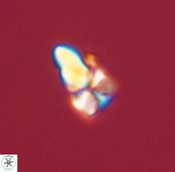 Sphenolithus didymikoryfi 54220