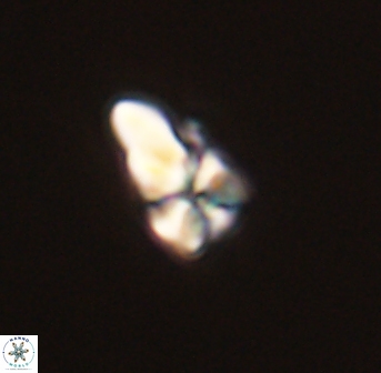 Sphenolithus didymikoryfi 54221