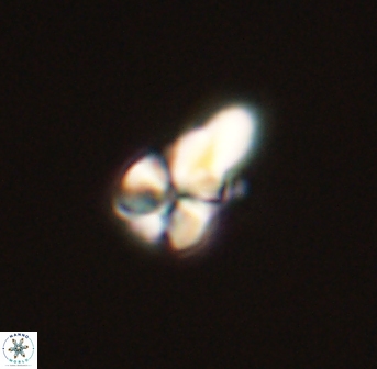 Sphenolithus didymikoryfi 54222