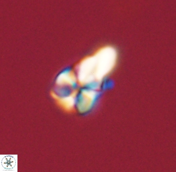 Sphenolithus didymikoryfi 54223