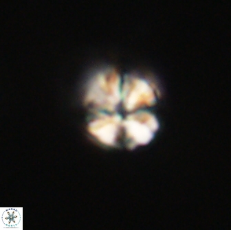 Sphenolithus didymikoryfi 65106
