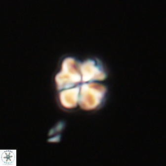 Sphenolithus didymikoryfi 65109
