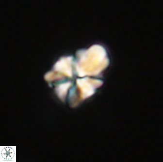 Sphenolithus didymikoryfi 65114