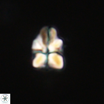 Sphenolithus didymikoryfi 65110