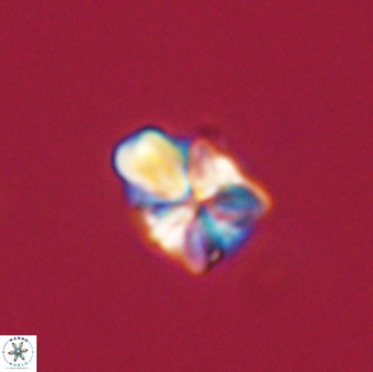 Sphenolithus didymikoryfi 65112