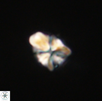 Sphenolithus didymikoryfi 65113