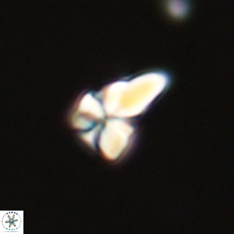 Sphenolithus didymikoryfi 68946