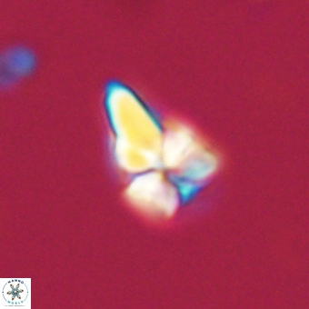 Sphenolithus didymikoryfi 68949