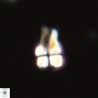 Sphenolithus didymikoryfi 68954