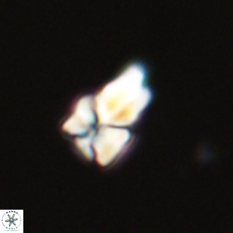Sphenolithus didymikoryfi 68955