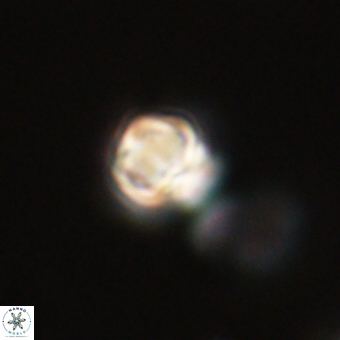 Sphenolithus didymikoryfi 68959