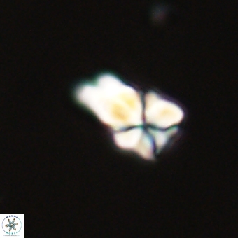 Sphenolithus didymikoryfi 68951