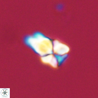 Sphenolithus didymikoryfi 68952
