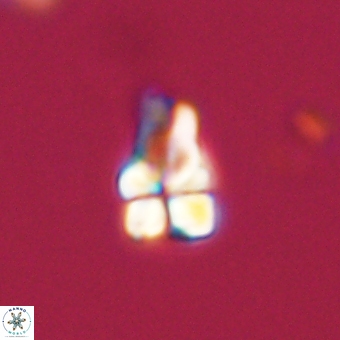 Sphenolithus didymikoryfi 68953