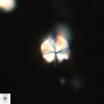 Sphenolithus didymikoryfi 68965