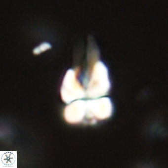 Sphenolithus didymikoryfi 69118