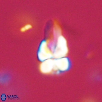 Sphenolithus didymikoryfi 69119